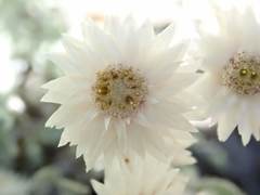 Anaphalis nepalensis