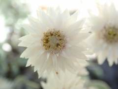 Anaphalis nepalensis