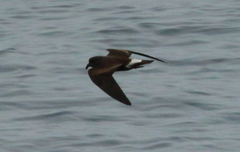 Hydrobates socorroensis