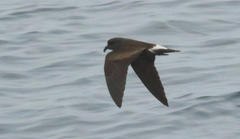 Hydrobates socorroensis