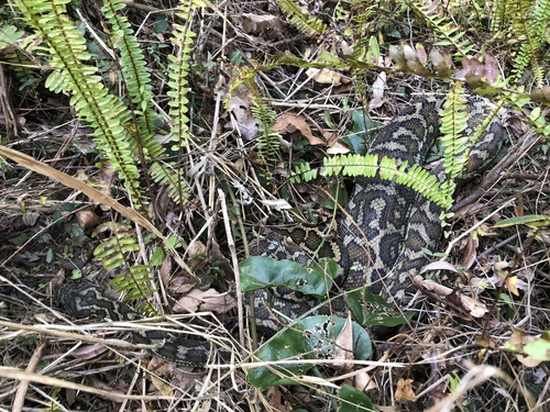 Coastal Carpet Python sighting