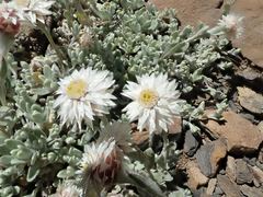 Anaphalis nepalensis