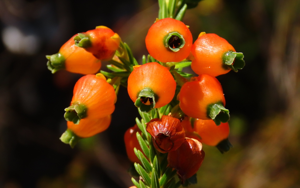 Chinese Lantern Heath