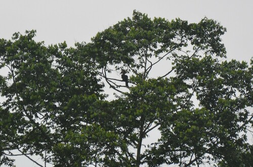 Black-casqued Hornbill