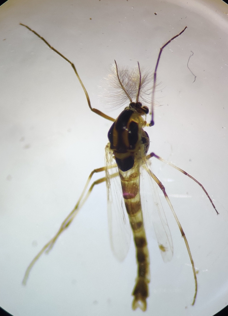 Cricotopus sylvestris