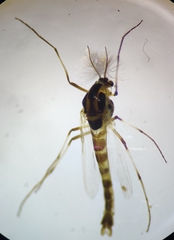Cricotopus sylvestris