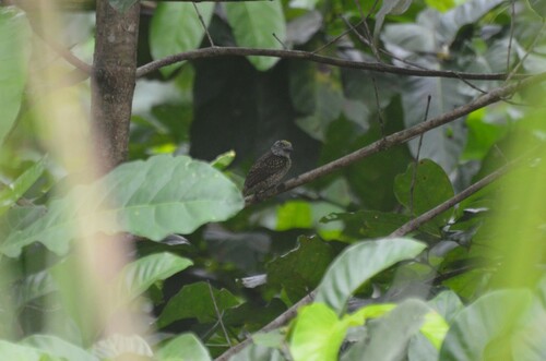 Hairy-breasted Barbet