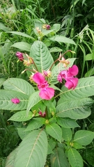 Impatiens glandulifera