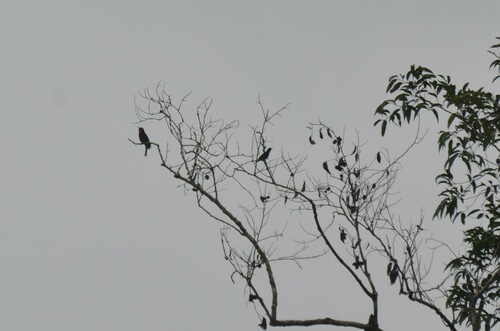 Black Bee-eater