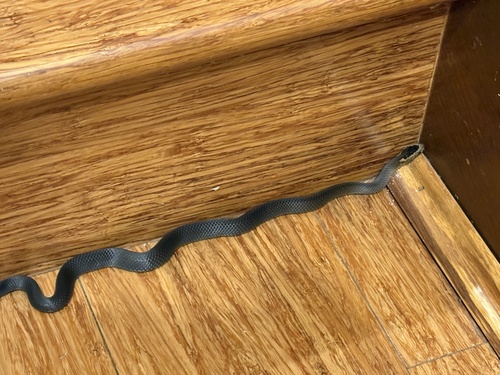 Golden-crowned Snake sighting