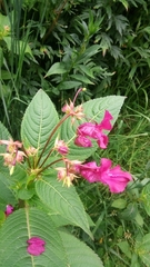 Impatiens glandulifera