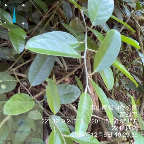 Capparis formosana (Capparis formosana)