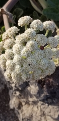 Angelica hendersonii