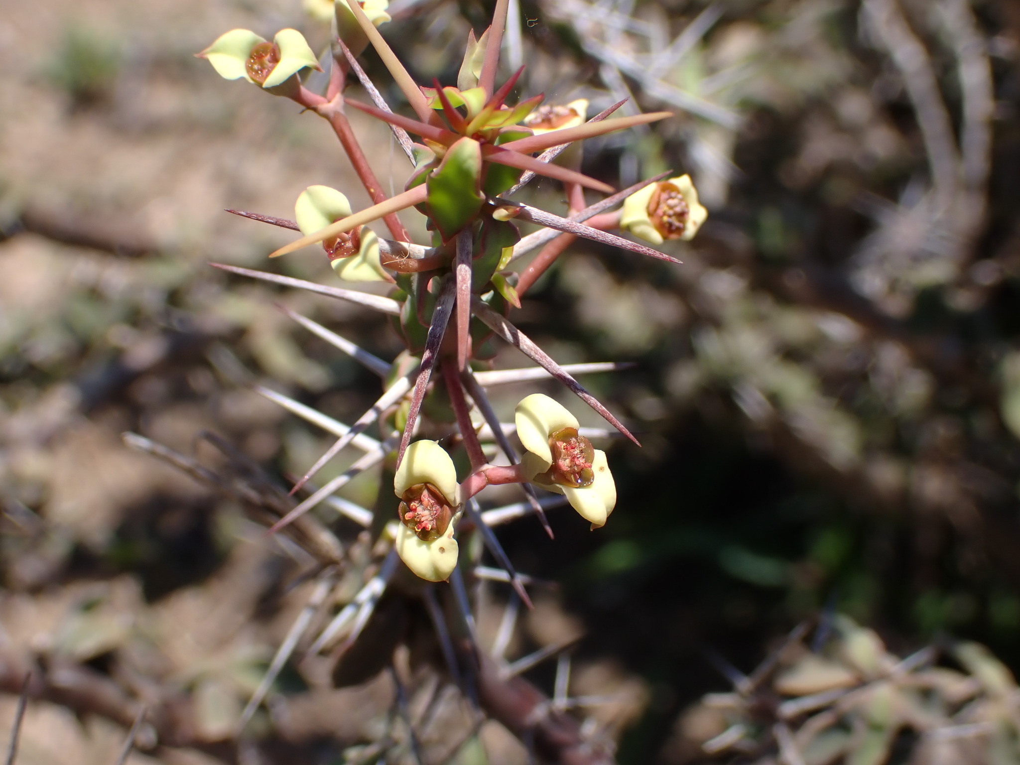 Euphorbia beharensis Leandri