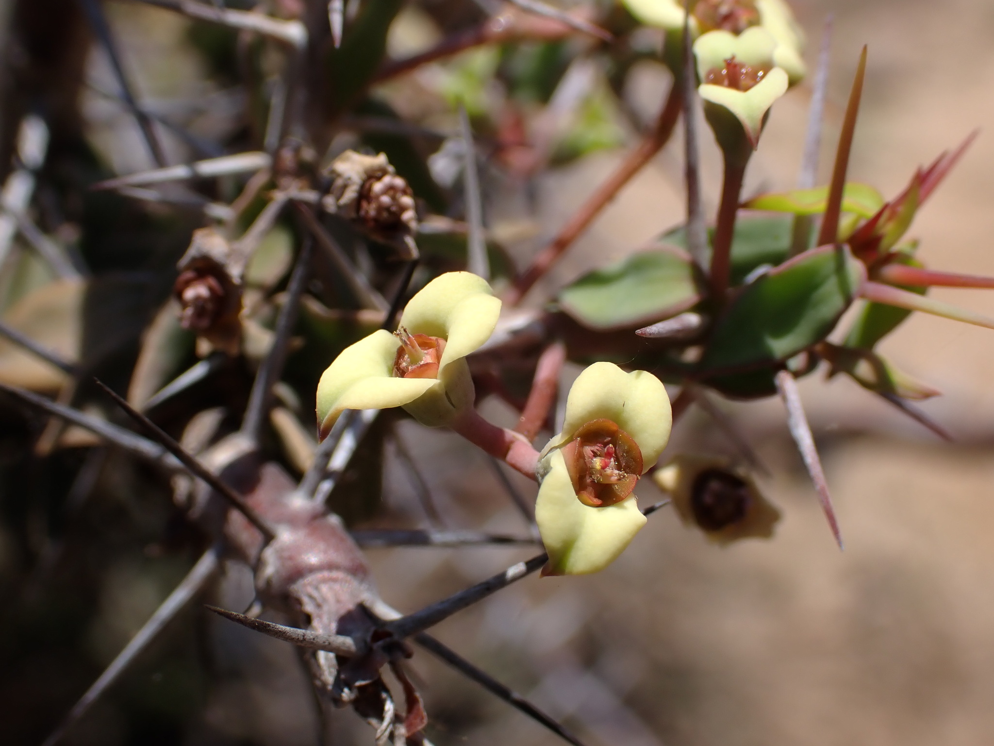 Euphorbia beharensis Leandri 2