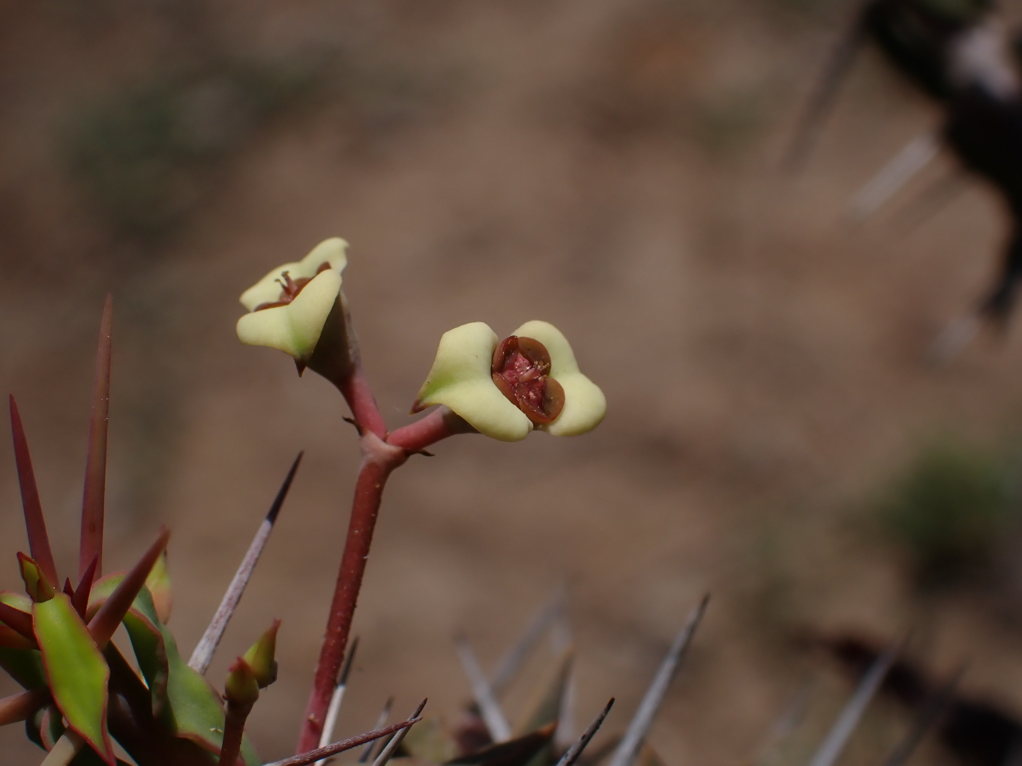 Euphorbia beharensis Leandri 3