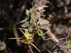 Euphorbia beharensis, photograph (c) Louis Aureglia, some rights reserved (CC BY)