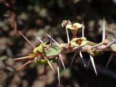 Euphorbia beharensis, photograph (c) Louis Aureglia, some rights reserved (CC BY)
