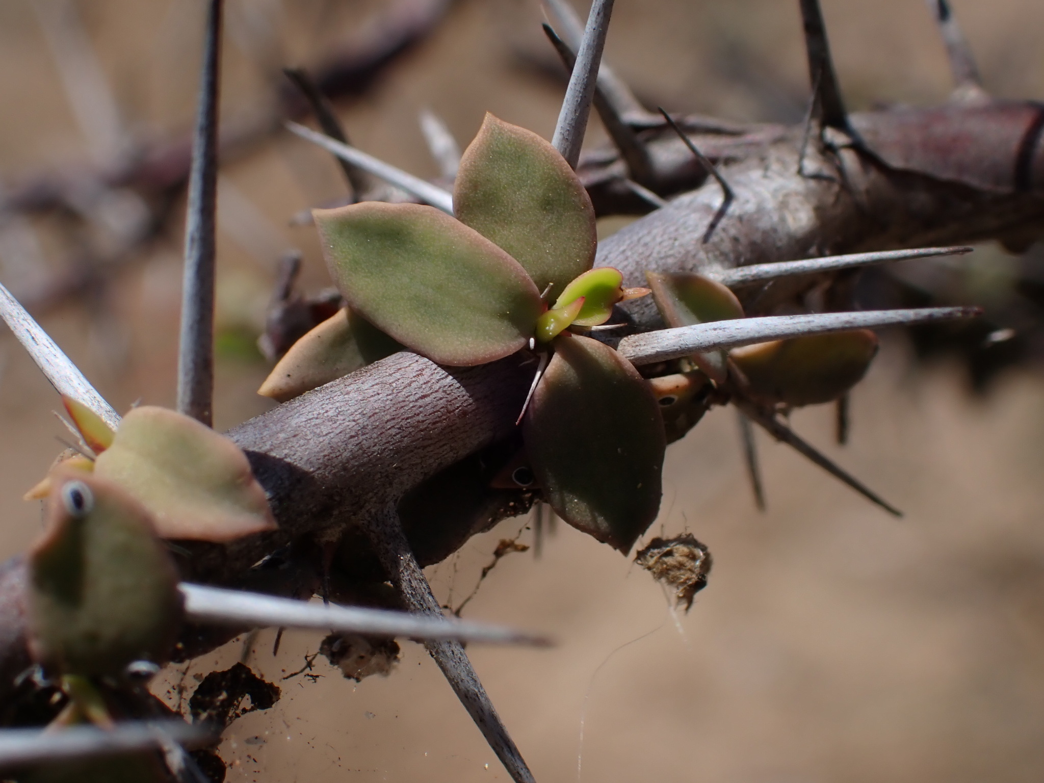 Euphorbia beharensis Leandri 4