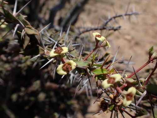 Euphorbia beharensis, photograph 6