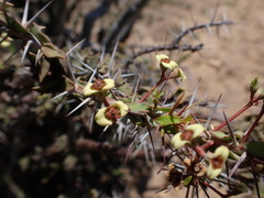 Euphorbia beharensis, photograph (c) Louis Aureglia, some rights reserved (CC BY)