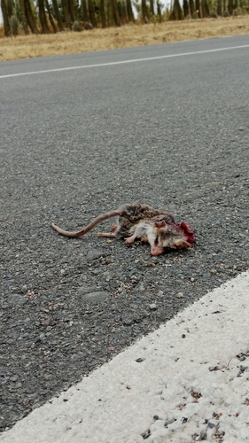 Elegant Fat-tailed Mouse Opossum
