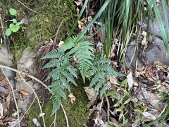 Dryopteris bissetiana