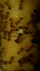Pheidole parva