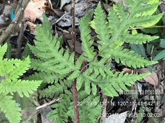 Tectaria membranacea