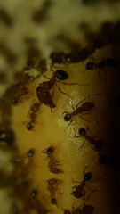 Pheidole parva