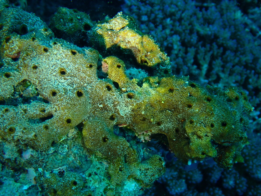 Neofibularia hartmani