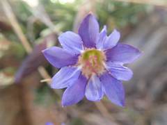 Gentiana arisanensis