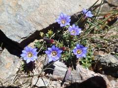 Gentiana arisanensis