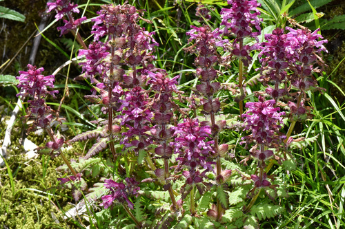 Pedicularis refracta iNat (3)