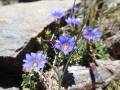 Gentiana arisanensis
