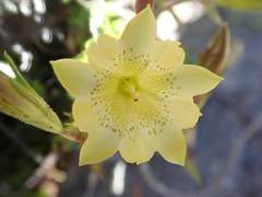 Chondrophylla