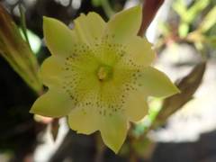 Chondrophylla