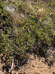 Arctostaphylos hookeri hearstiorum