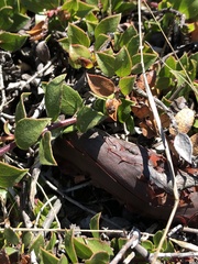 Arctostaphylos hookeri hearstiorum