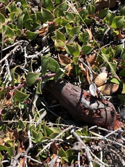 Arctostaphylos hookeri hearstiorum