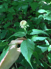 Monarda clinopodia
