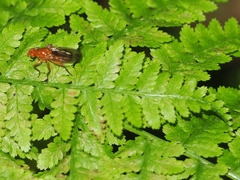 Dryomyzidae
