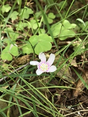 Oxalis montana image