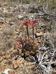 Dudleya palmeri