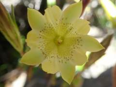 Chondrophylla