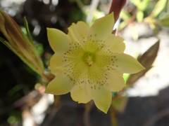 Chondrophylla