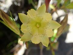 Chondrophylla
