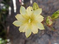 Chondrophylla