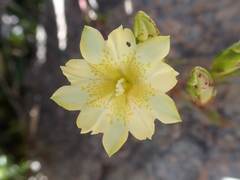 Chondrophylla