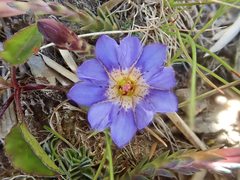 Gentiana arisanensis